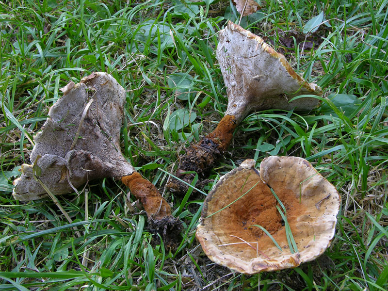 Hydnellum auratile? (Onnia tomentosa)